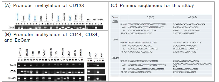 대장암 세포주에서 CD133, CD44, CD34, EpCam 유전자들의 MSP이용한 Methylation 분석 결과 및 실험에 이용된 PCR 프라이머 정보