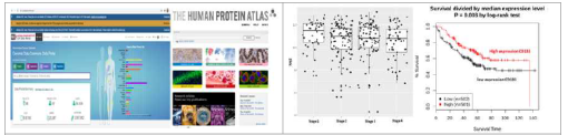 (좌) 본 연구과제에 활용될 TCGA 데이터베이스와 The Human ProteinAatlas (우) meta분 석을 통해 대장암 환자에서 stage에 따른 CD133의 유전자 발현비교와 이를 활용한 생존율 예측도