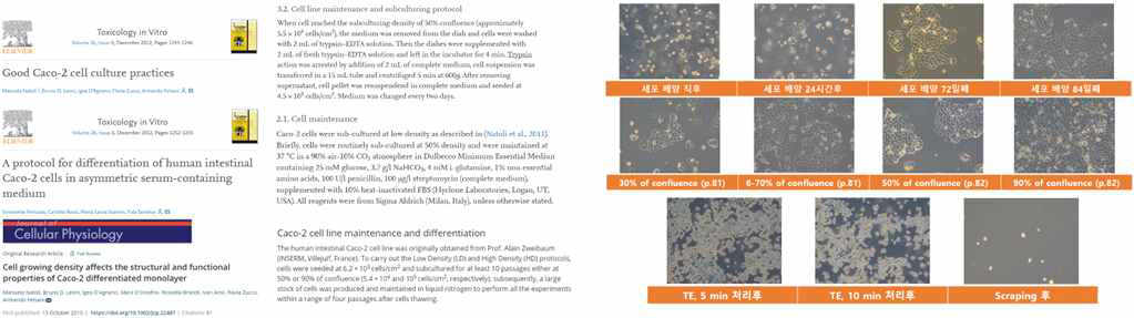 Caco-2 cell line 배양 조건 문헌조사 결과 (좌) 및 직접 배양 결과 (우)