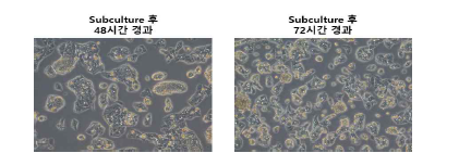 HepG2 cell trouble-shooting에 따른 배양 조건 최적화 후 결과
