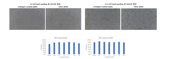 HepaRG cell 배양 및 cell viablity test 최적화 실험 결과