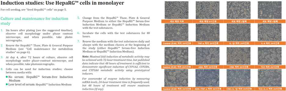 바이오의약품 기반 실험을 위한 HepaRG 배양 조건 (좌) 및 이에 따른 실험 결과 (우)