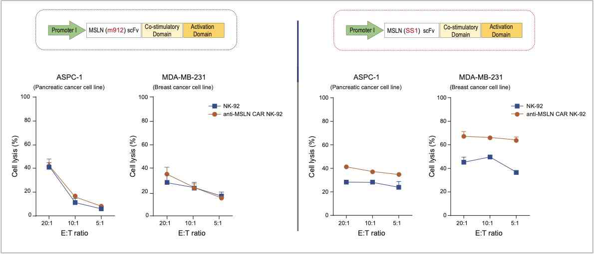 Mesothelin 발현 세포주에 대한 anti-MSLN CAR-NK-92 세포의 세포사멸능