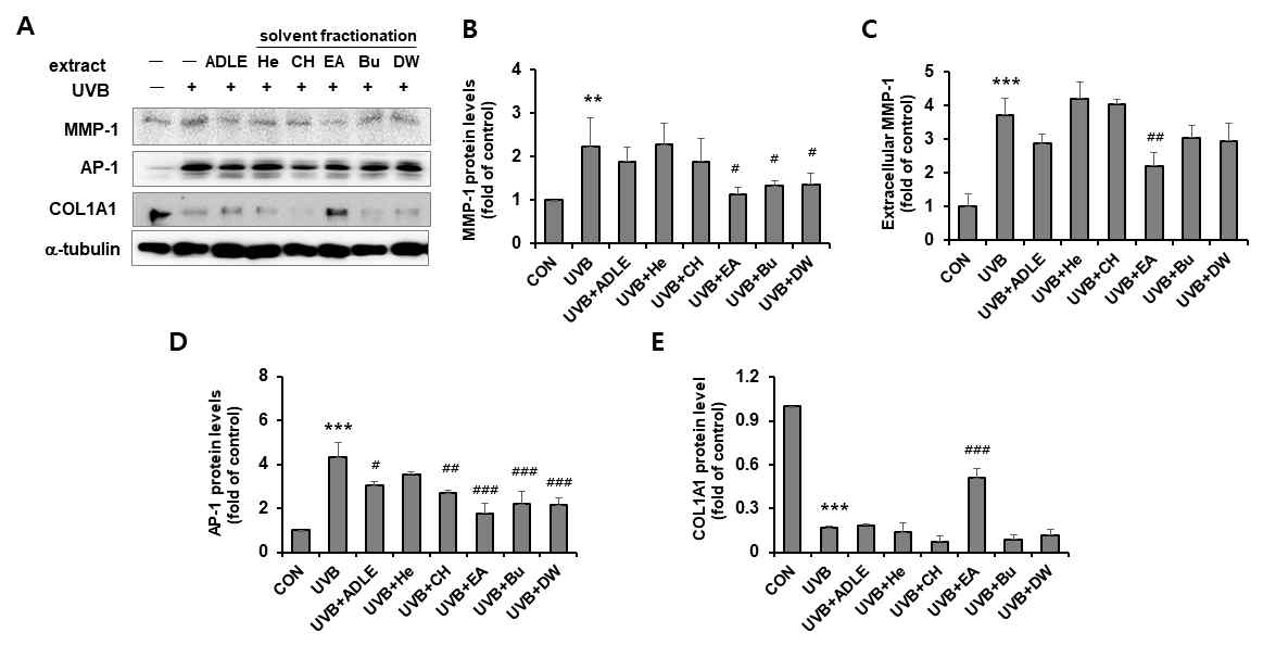 UVB 유도 MMP-1, AP-1 및 COL1A1 발현에 대한 ADLE 용매 분획물의 효과