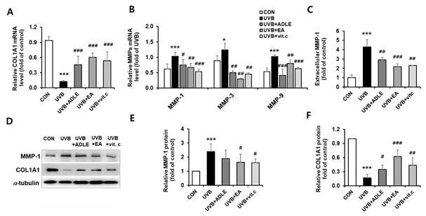 UVB 유도 MMPs 및 COL1A1 발현에 대한 ADLE-EA 분획물의 효과