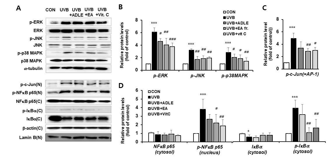 ADLE-EA분획물의 UVB 유도 MAPKinase 활성 및 NF-kB/AP-1 신호 경로의 활성에 대한 영향