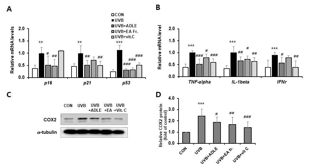 ADLE-EA분획물이 UVB 유도 cell cycle 조절인자 및 염증유발인자 발현에 미치는 영향