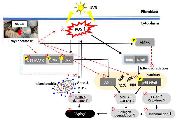 UVB로 유도된 HDF 세포에 대한 ADLE의 에틸 아세테이트 분획의 노화 방지 메커니즘 모식도