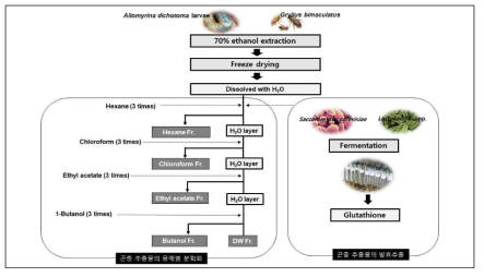 곤충추출물의 용매별 분획화 및 발효추출물의 흐름도