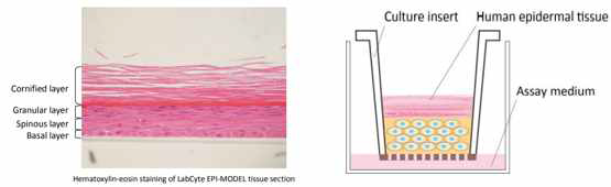 Labcyte EPI-MODEL24의 구조