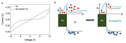 Se 도핑 전/후 tellurene 센서 소자의 (a) 전류-전압(I-V) 곡선 및 (b) 밴드 alignment 변화