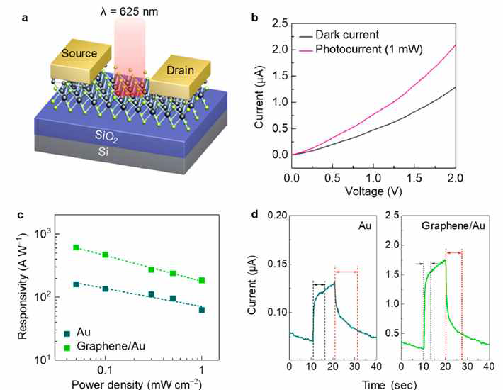 2차원 MoS2 박막소재 기반 광센서 소자 모식도, (b) 암전류/광전류 변화, Au 전극 및 graphene/Au 전극에 따른 (c) 광반응성 및 (d) 시간-전류 곡선 변화