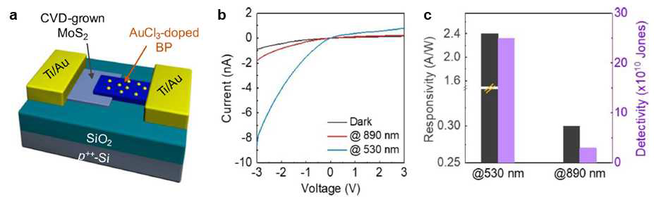 2차원 MoS2 박막과 AuCl3가 도핑된 2차원 반금속성 흑린 이종접합 다이오드 광센서 모식도, (b) 가시광선(530 nm), 적외선(890 nm) 빛 조사시 변화되는 I-V 곡선 및 (c) 광반응성, 검출능 변화