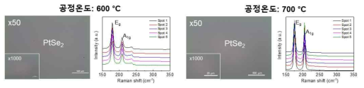 공정 온도별 PtSe2 박막의 광학이미지 및 Raman 스펙트럼