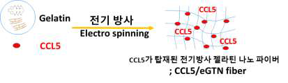 CCL5가 탑재된 전기 방사 젤라틴 나노 파이버(CCL5/eGTN fiber)의 제조. 본 과제의 핵심 연구 내용으로 치주 조직 재생을 위한 최적 미세환경임