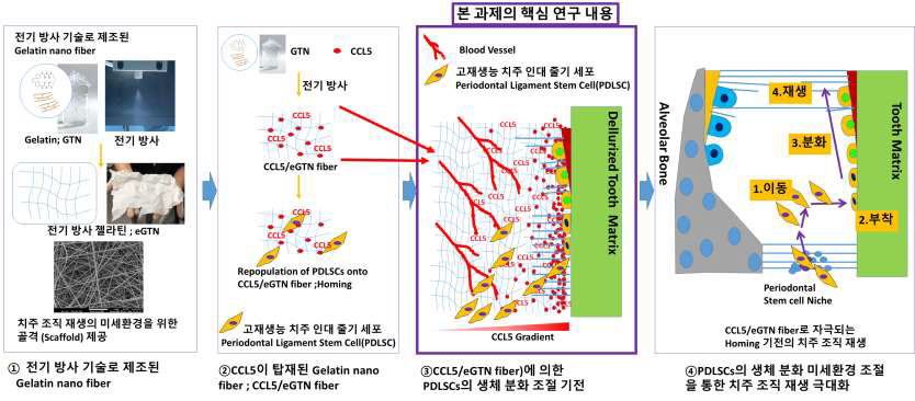 본 과제의 핵심 연구 내용 및 범위 : CCL5와 전기 방사(Electro spinning) 기술로 제조된 Gelatin nano fiber(eGTN fiber)로 구성되는 치주 조직 재생의 미세환경 연구