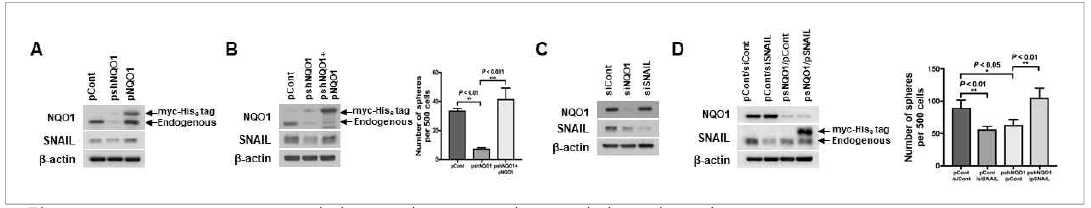 NQO1이 Snail 유도 암줄기세포 형성, 증식, 생존에 미치는 영향 연구