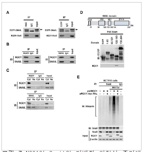 NQO1이 Snail의 단백질 안정성 증가에 미치는 영향 연구