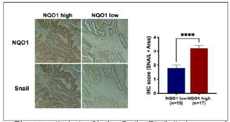 대장암 환자 유래 검체에서 NQO1과 Snail의 발현양의 분석