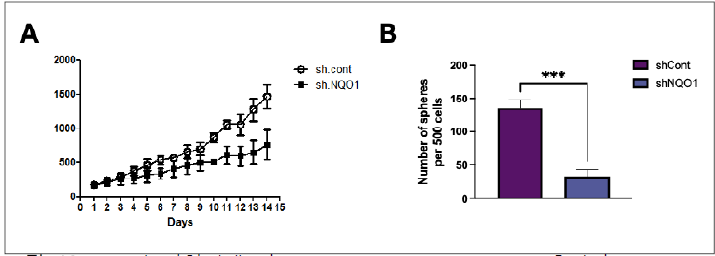 NQO1의 발현양에 따른 xenograft tumor growth 측정과 xenograft tumor에서 분리한 세포에서 암줄기세포의 형성 분석