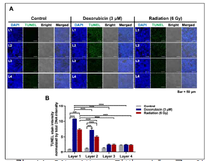 PCL fiber 기반 다층 구조의 암세포 배양의 항암제 및 방사선 민감도 측정