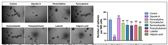 발굴된 약제가 암줄기세포 형성에 미치는 영향 연구