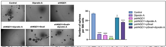 Diprotin A가 대장암 세포의 NQO1/Snail 신호전달 체계에 의한 암줄기세포 형성에 미치는 영향 연구