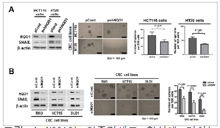 NQO1이 암줄기세포 형성에 미치는 영향 분석