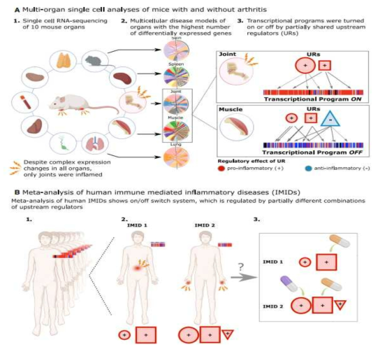 Multicellular disease model 확립 및 면역 염증성 질환의 메타분석을 통한 증명