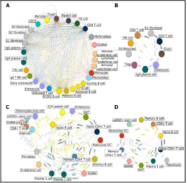 염증성 장질환 활동성/비활동성 염증 상태에서 multicellular network model 확립