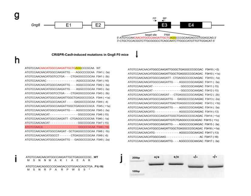 GNG8 KO 마우스 제작 및 유전자 분석
