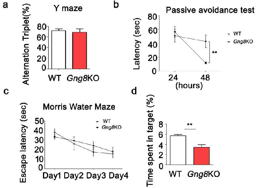 GNG8 결핍 마우스에서 인지행동분석