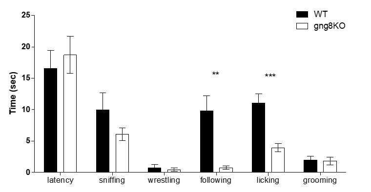 GNG8 결핍 마우스에서 사회성행동분석