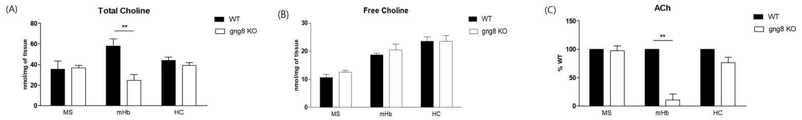 GNG8 결핍 마우스의 고삐핵에서 free choline, Total choline 확인