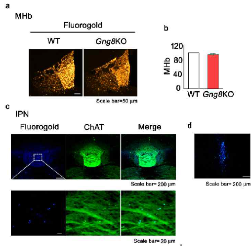 GNG8 결핍 마우스에서 MHb-IPN 연결성 이상여부 확인