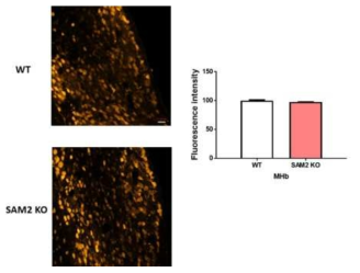 SAM2 결핍 rat에서 MHb-IPN 연결성 이상여부 확인