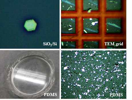 다양한 기판 (SiO2/Si, TEM grid, PDMS)으로의 Mo2C 전사