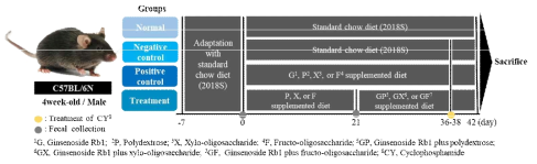 Animal experiment design to confirm the improvement in functionality of ginsenoside Rb1 due to prebiotics intake in an immunosuppression induced model by cyclophosphamide