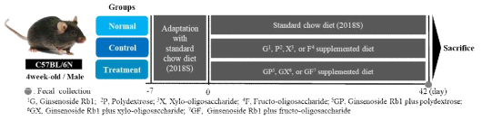 Animal experiment design to confirm the improvement in functionality of ginsenoside Rb1 due to prebiotics intake in a healthy animal model