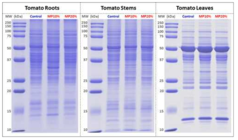 미세플라스틱 노출에 따른 식물부위별(토마토 뿌리, 줄기, 잎) 단백질 SDS-PAGE 결과