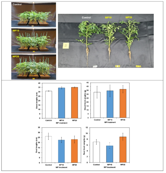 미세플라스틱 노출에 따른 토마토 작물의 생육도