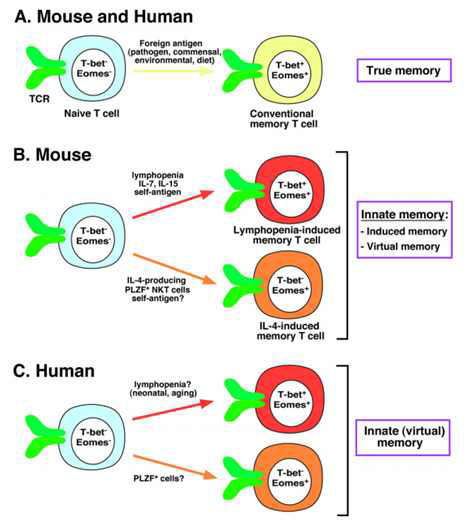 Van Kaer, Eur J Immunol.2015; 45(7):1916-20