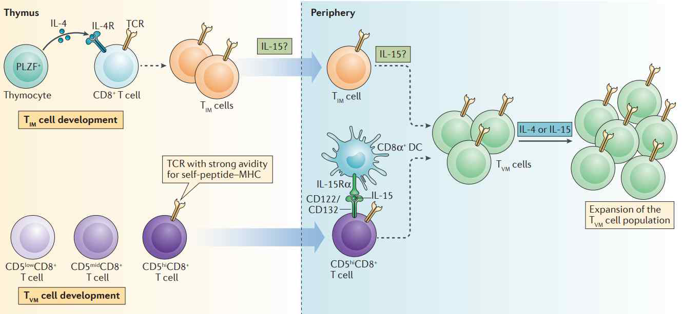 A model of the development of innate memory and virtual memory T cells. Nat Rev Immunol. 2017;393-400