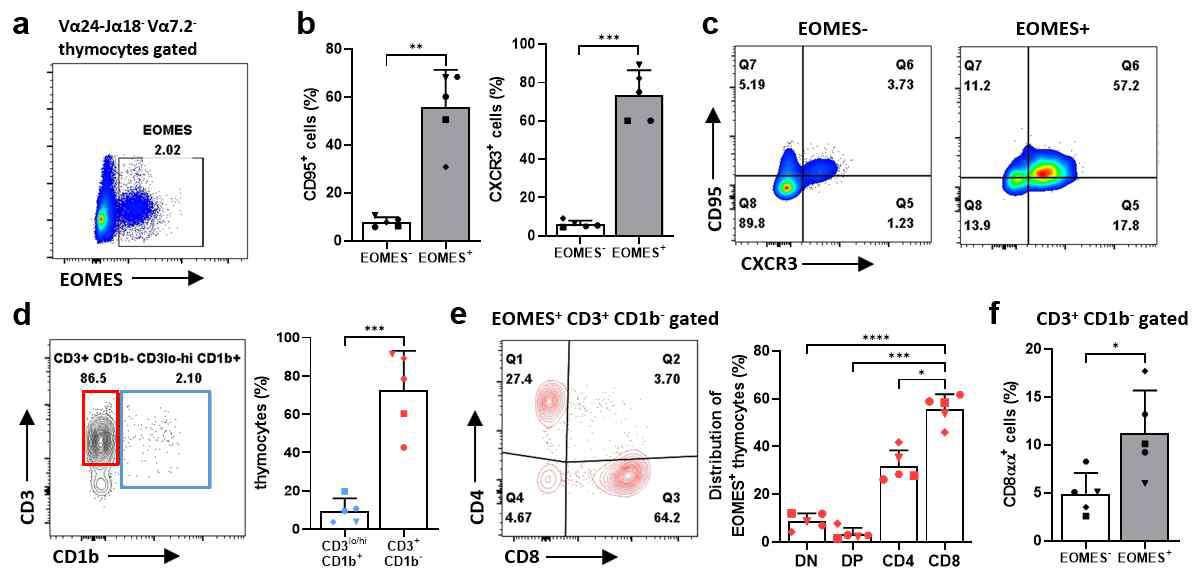 흉선에서의 Eomes 양성 기억세포 및 CD8αα 발현