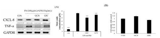 RT-PCR을 통해 미세먼지와 LPS로 자극된 A549 세포에서 GCN 및 GRC의 염증 유도 관련 인자 mRNA 발현 분석. 미세먼지와 LPS로 자극된 RAW264.7 세포에서 GRC 및 GCN의 NO 생성 및 세포 사멸 억제 효능 평가 (A) NO assay를 이용한 nitric oxide (NO) 농도 억제능 평가 (B) CCK-8를 이용한 GCN과 GRC 독성평가. (*P<0.05, ***P<0.001 vs. PM and LPS treated control)