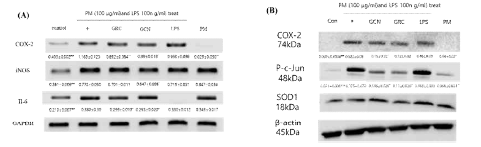 미세먼지와 LPS로 자극된 RAW 264.7 세포에서 GRC 및 GCN의 염증 유도 관련 인자 발현 분석(A) RT-PCR을 통한 mRNA 발현 분석. GAPDH 발현량으로 보정함. (B) western blot을 통한 단백질 발현 분석. (##P, *P<0.05 vs. PM and LPS treated control)