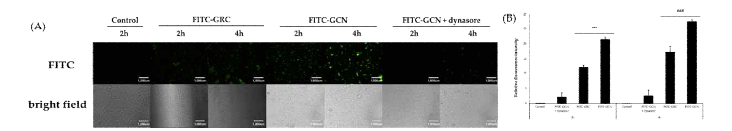 CME 억제제인 Dynasore의 A 549세포 FITC 로딩 GRC 키토산 나노입자 (FITC-GCN)의 세포 내 이입에 미치는 영향 (스케일바: 100um, 배율: x200), (***P < 0.001 vs. control, ###P < 0.001 vs. control)