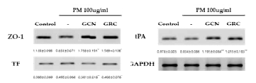 인간 혈관 내피 세포 (HUVEC cell) 에서 GCN, GRC가 미세먼지로 유도된 연접 인자 (ZO-1) 그리고 혈전 관련 인자 (TF, tPA) 발현에 미치는 영향. 각 인자 별 수치는 GAPDH로 fold change된 유전자 발현량 비율을 나타냄 (*P<0.05, **P<0.01, ***P<0.001 vs. PM treated HUVEC cell)