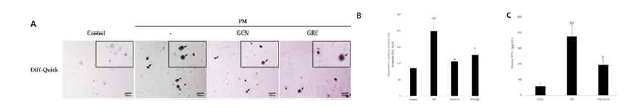 6주간 미세먼지에 노출된 마우스에서 취득한 BAL fluid cells Diff-Quick 및 ELISA 분석 결과. A) Control, PM, PM+GCN, PM+GRC 처리한 마우스 BAL fluid 내 Diff-Quick으로 염색된 cells(스케일바 100㎛, 200배 확대), ←; neutrophil B) 6주동안 미세먼지(PM)에 노출된 각 군별 쥐의 폐 세척액(BAL fluid) 내 총 세포 수. (*P<0.05 and **P<0.01 vs. PM-treated BAL fluid 내 cells; ###P<0.001vs. Control). C) ELISA을 분석을 통해 미세먼지로 자극된 mouse balf fluid supernatant 내 염증성 cytokine IFN-γ 발현량 분석, 총 세포수와 유전자 발현량 분석은 각 그룹에 속한 3마리의 마우스에서 평균을 구하여 평균의 표준오차 (±)로 표현됨. 그룹 간 통계적으로 유의미한 차이는 one-way ANOVA/Dunnett’s t-test를 사용하여 분석함,(*P<0.05 vs.PM treated BAL fluid and ###P<0.001 vs. Control BAL fluid)