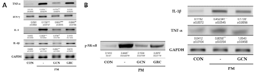 미세먼지로 자극된 mouse 폐 조직의 염증성 사이토카인 및 염증관련 신호전달분자 발현량 분석. A) RT-PCR 을 통한 미세먼지로 자극된 mouse 우측 하단엽의 염증성 사이토카인 mRNA (TNF-α, IFN-γ, IL-5, IL-1β) (GAPDH 대비 비교분석 된 값 그리고 B) 전사인자 (p-NK-κB) 단백질 발현량 변화 (control 대비 비교분석 된 값). C) RT-PCR을 통한 미세먼지로 자극된 쥐 대동맥에서 cytokine IL-1β, TNF-a 발현량 변화. 그룹 간 통계적으로 유의미한 차이는 one-way ANOVA/Dunnett’s t-test를 사용하여 분석함. (*P< 0.05, ***P < 0.001 vs. control and ##P < 0.01 and ###P < 0.001 vs. negative control)